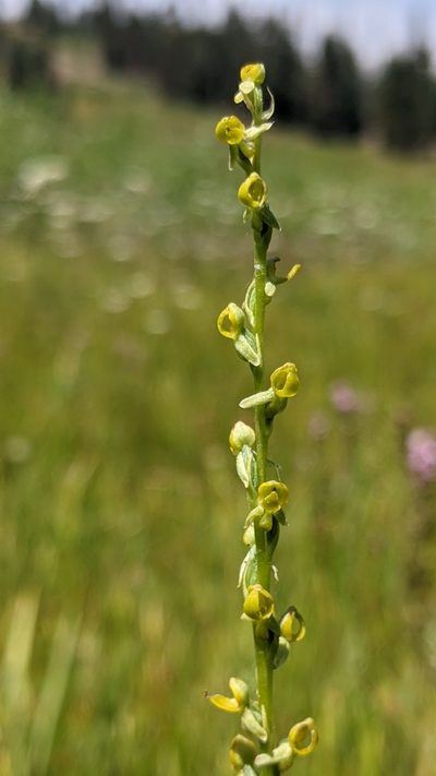 Platanthera yosemitensis, photographed by My-Lan Le