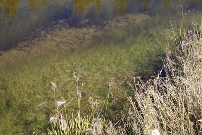 Isolepis rubicunda, photographed by Tony Rebelo