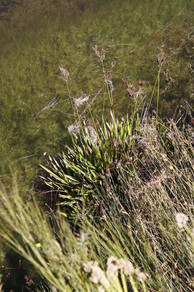 Isolepis rubicunda, photographed by Tony Rebelo