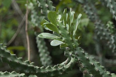 Euphorbia neriifolia, photographed by Dinesh Valke
