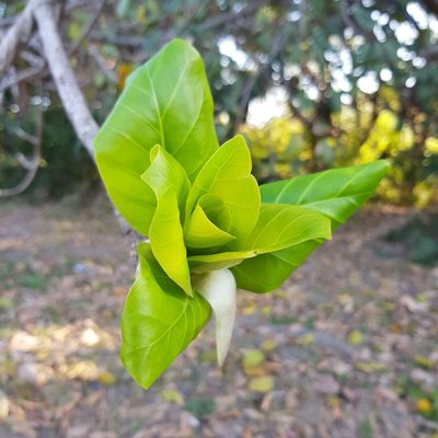 Ficus lutea, photographed by Margaret Burger