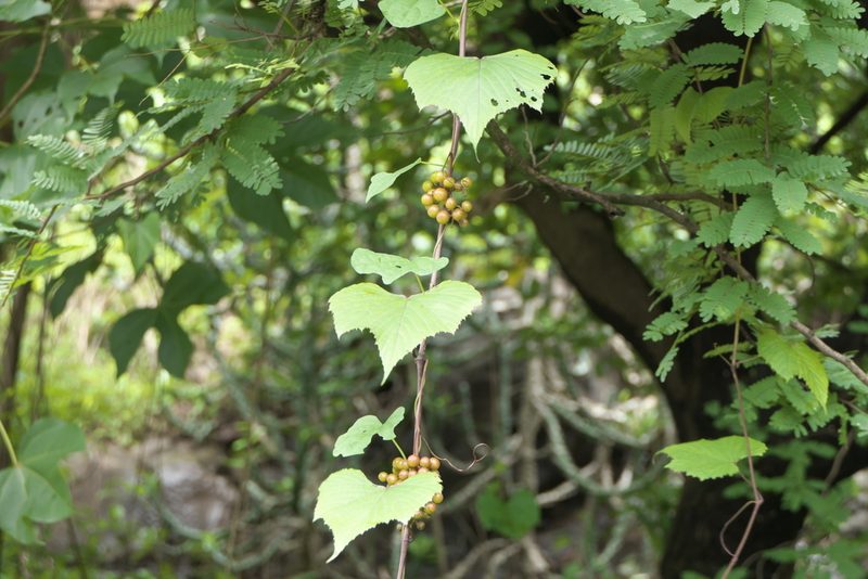 Ampelocissus latifolia, photographed by Dinesh Valke