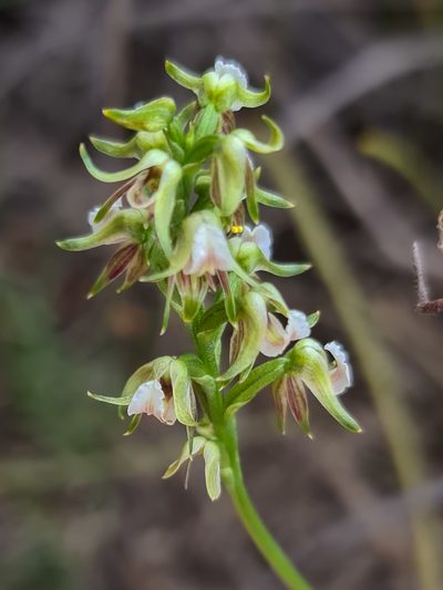 Prasophyllum parvifolium, photographed by Cal Wood