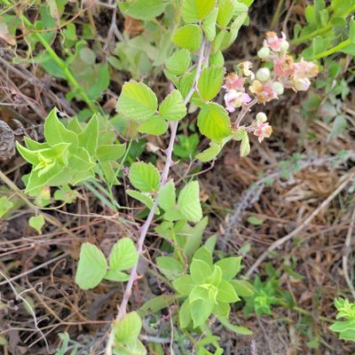 Rubus creticus, photographed by Dan Horowitz
