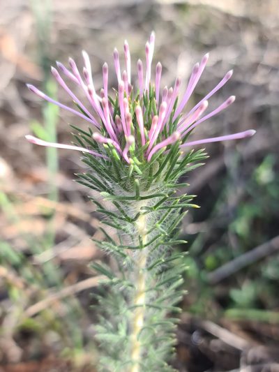 Isopogon adenanthoides, photographed by Cal Wood
