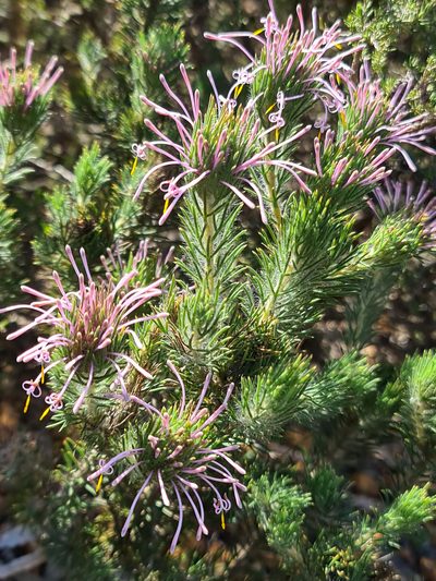 Isopogon adenanthoides, photographed by Cal Wood