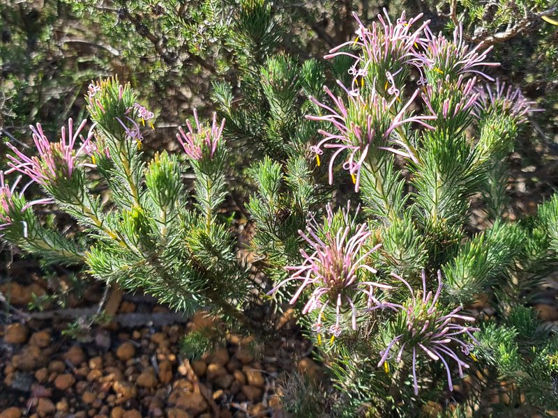 Isopogon adenanthoides, photographed by Cal Wood