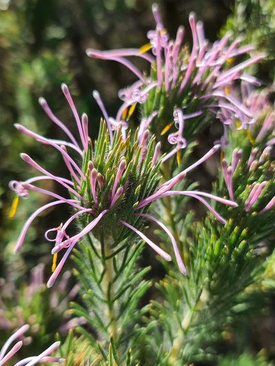 Isopogon adenanthoides, photographed by Cal Wood