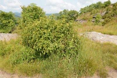 Diervilla sessilifolia, photographed by Siddarth Machado