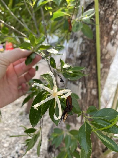 Exostema caribaeum, photographed by bookfinch