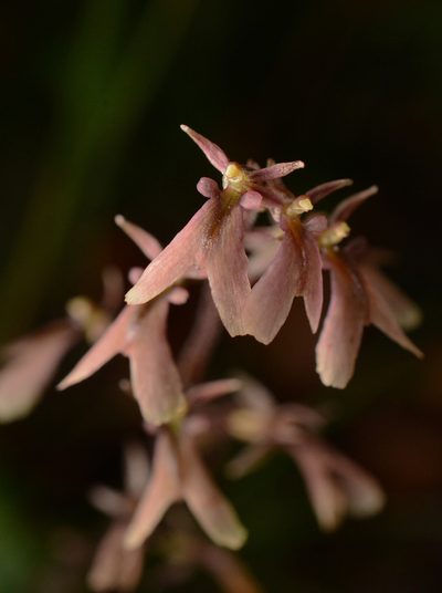 Neottia smallii, photographed by Siddarth Machado