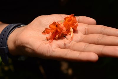 Rhododendron calendulaceum, photographed by Siddarth Machado