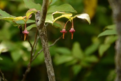 Vaccinium erythrocarpum, photographed by Siddarth Machado