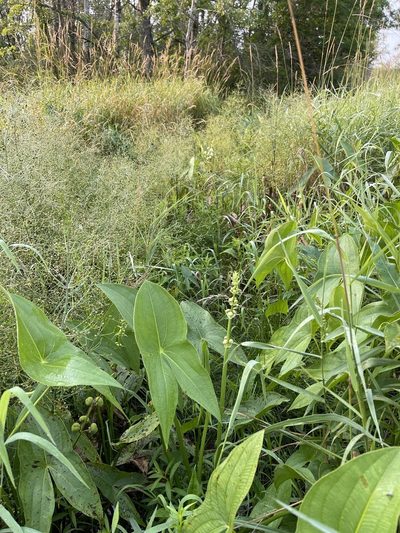 Sagittaria brevirostra, photographed by Brandon Corder