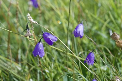 Campanula scheuchzeri, photographed by Dario Taraborelli