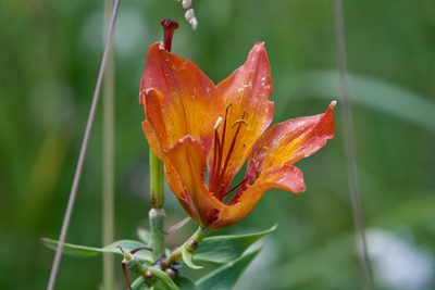 Lilium bulbiferum, photographed by Dario Taraborelli