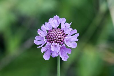 Scabiosa lucida, photographed by Dario Taraborelli