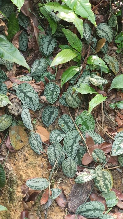 Scindapsus pictus, photographed by Cheongweei Gan