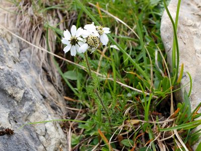 Achillea atrata