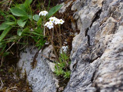 Androsace chamaejasme, photographed by Wolfgang Jauch