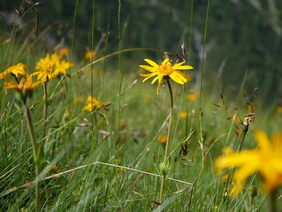 Arnica montana, photographed by Wolfgang Jauch