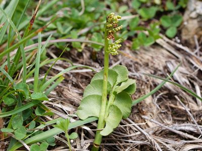 Botrychium lunaria, photographed by Wolfgang Jauch