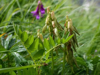 Astragalus frigidus, photographed by Wolfgang Jauch