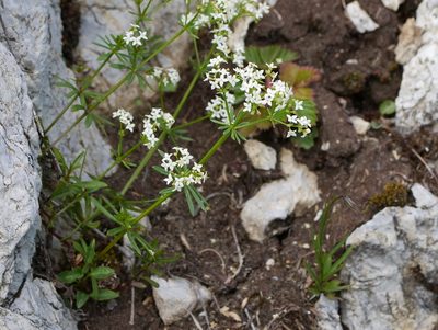 Galium anisophyllon, photographed by Wolfgang Jauch