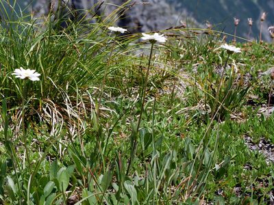 Leucanthemum adustum, photographed by Wolfgang Jauch