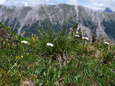 Leucanthemum adustum, photographed by Wolfgang Jauch