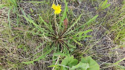 Taraxacum scariosum, photographed by Yurii Basov