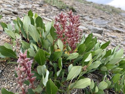 Salix arctica, photographed by Caleb Catto