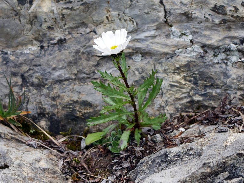 Leucanthemum halleri, photographed by Wolfgang Jauch