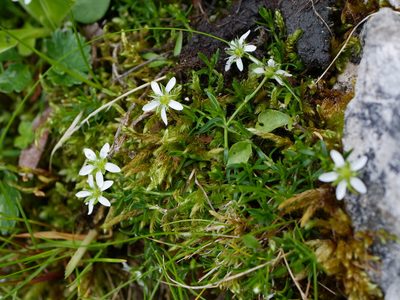 Moehringia ciliata, photographed by Wolfgang Jauch