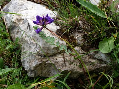 Oxytropis montana, photographed by Wolfgang Jauch