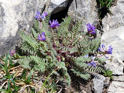 Oxytropis montana, photographed by Wolfgang Jauch