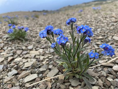 Myosotis asiatica, photographed by Caleb Catto