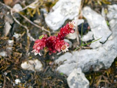 Sedum atratum, photographed by Wolfgang Jauch