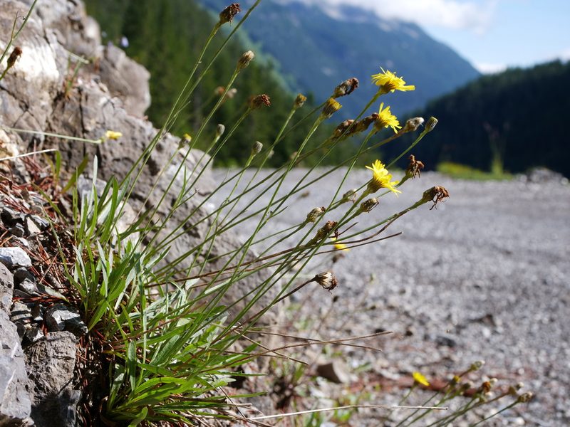 Tolpis staticifolia, photographed by Wolfgang Jauch
