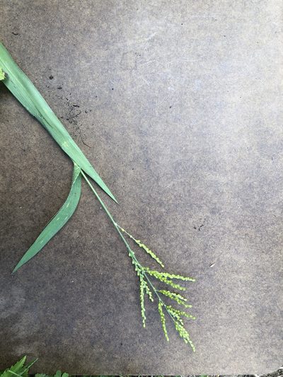 Urochloa fusca, photographed by Clifton Ladd, C.W.B.