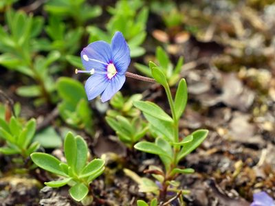 Veronica fruticans, photographed by Wolfgang Jauch
