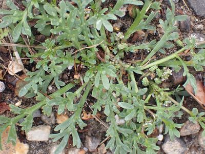 Lepidium coronopus, photographed by Robert H. Wardell