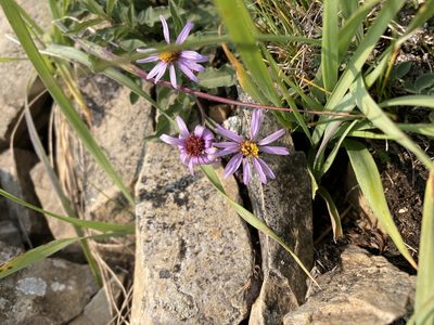 Eurybia sibirica, photographed by Caleb Catto