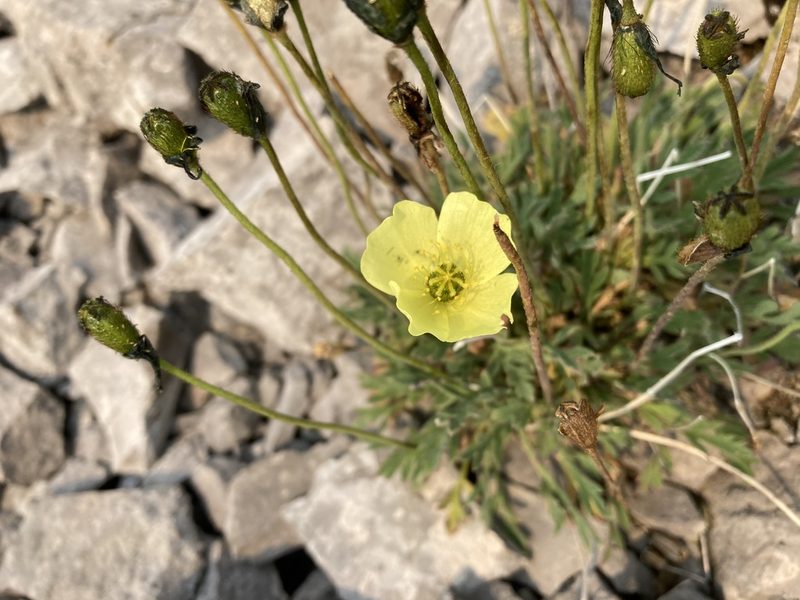 Oreomecon radicata, photographed by Caleb Catto