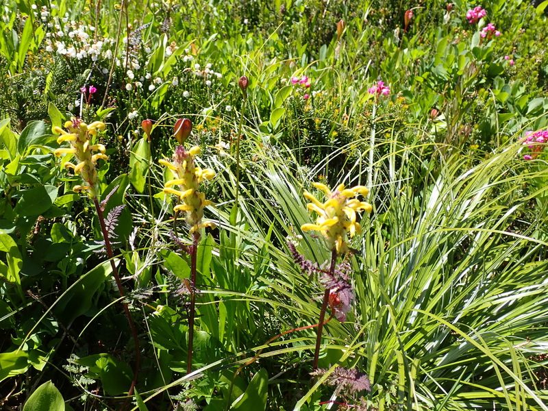 Pedicularis rainierensis, photographed by John Brew