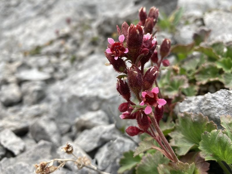 Telesonix heucheriformis, photographed by Caleb Catto
