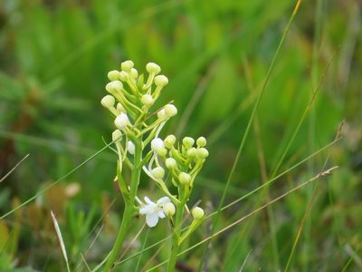 Platanthera blephariglottis, photographed by Howard Williams