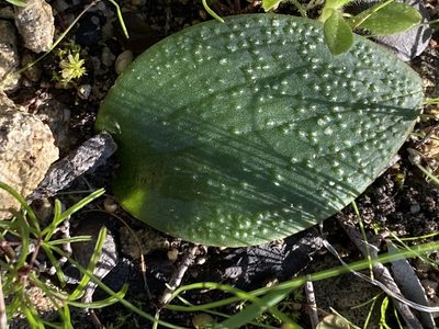 Massonia longipes, photographed by Christina