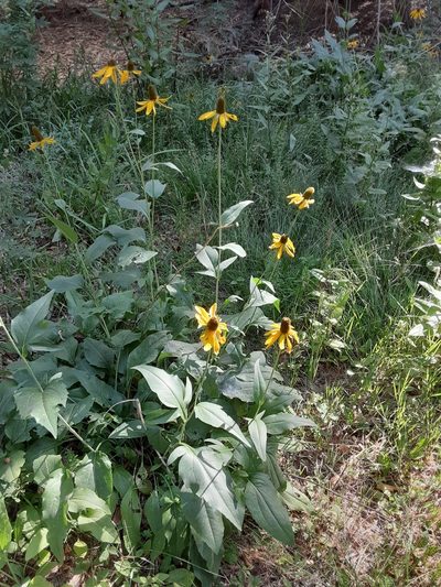 Rudbeckia californica, photographed by Jeff Lahr