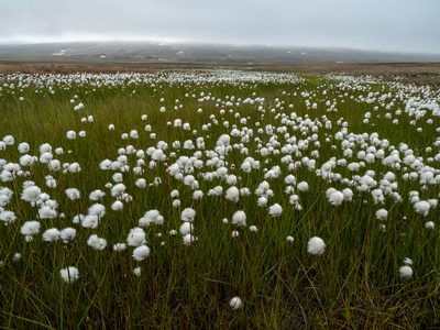 Eriophorum scheuchzeri, photographed by Piotr Lukasik